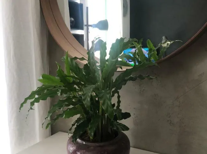 Birch On Main Square Appartement *