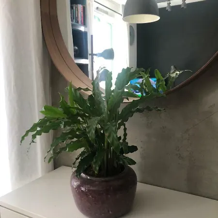 Birch On Main Square Apartament *